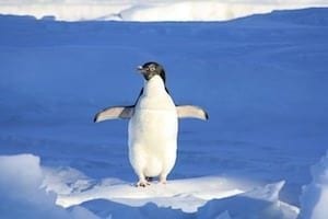 Giant Prehistoric Penguin