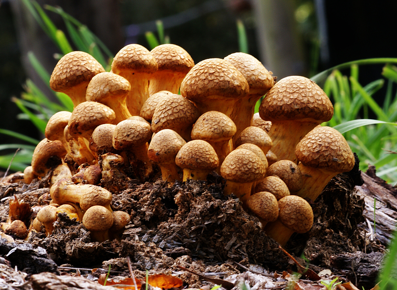 nature-produce-autumn-mushroom-fungus-fungi-171015-pxhere.com