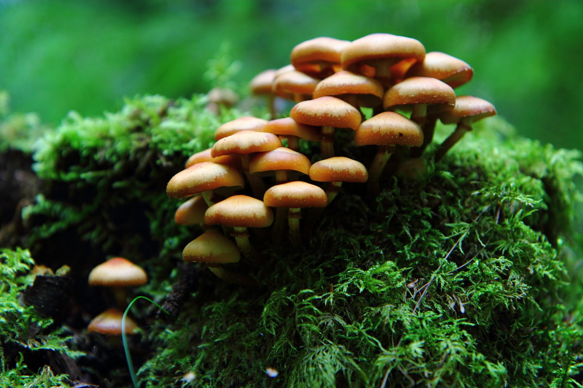 “Magic Mushrooms” May Cure Depression