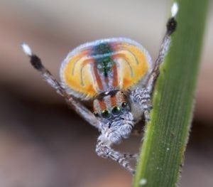 Peacock Spider Dances Its Way Into Our Arachnophobic Hearts