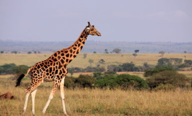 Giraffe joins list of species that are 'vulnerable to extinction'