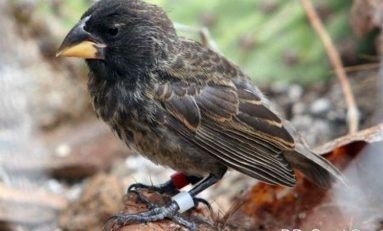The Finch That Lost Its Way … And Started Its Own Species
