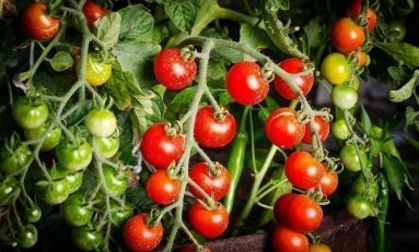You Say Crypto, I Say Tomato: How Blockchain is Being Applied to Agriculture