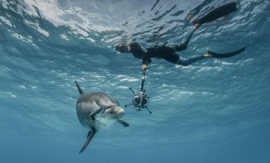 Deciphering Dolphins: Using VR to Uncover Their language