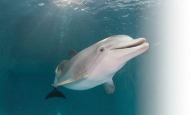 Winter’s Tail - How Winter The Dolphin’s Prosthesis Led to Incredible Innovation
