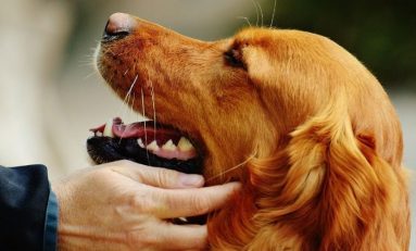 The Scientific Importance Of Calling Your Dog A "Good Boy"