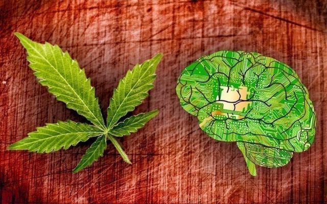 How THC Can Actually Improve Brain Health - Innovation & Tech Today