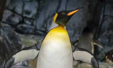 Quick Bytes: Giant Penguins, Stinky Genes, and Real World Pod Racing