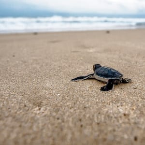 Quick Bytes: Tiny Turtles, Beetle Catheters, and Elderly Embryos ...