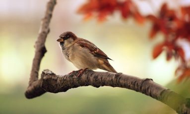 Quick Bytes: Sparrow Songs, Invisibility Cloaks, and Alien Wasps