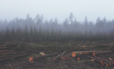 How Blockchain Can Help Reduce Deforestation