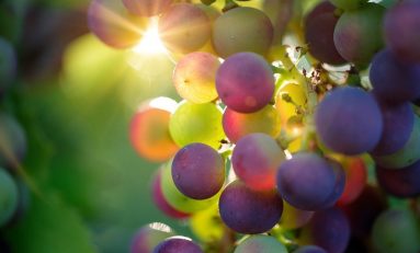 Plasma Flares & the Science of Microwaving Grapes
