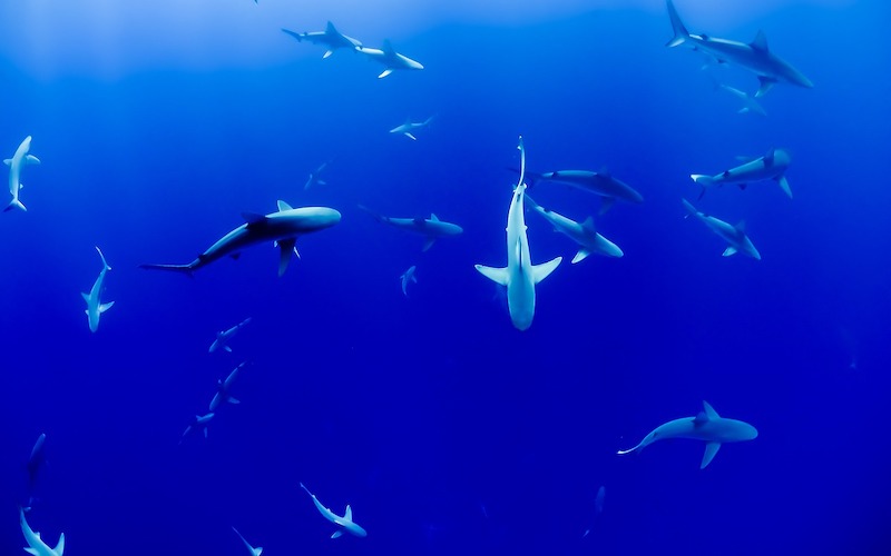 Can We Forecast Shark Attacks?