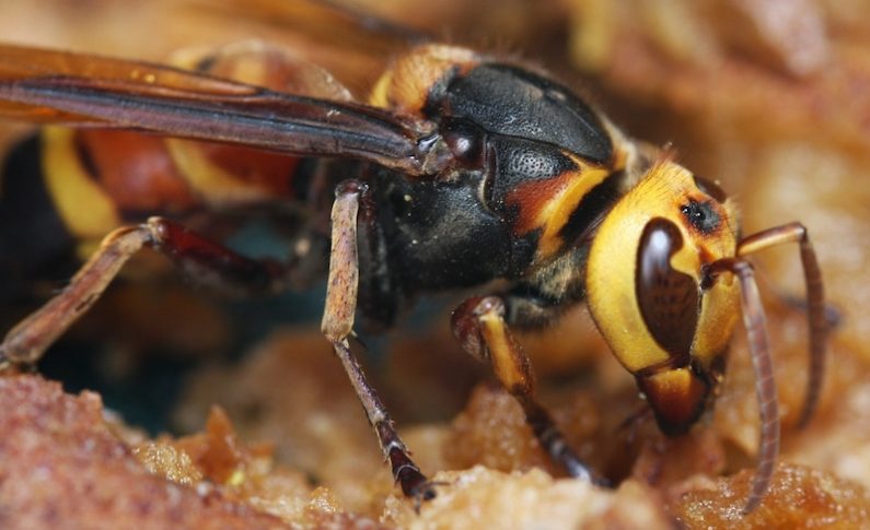Murder Hornets Are Here. Should You Be Concerned?