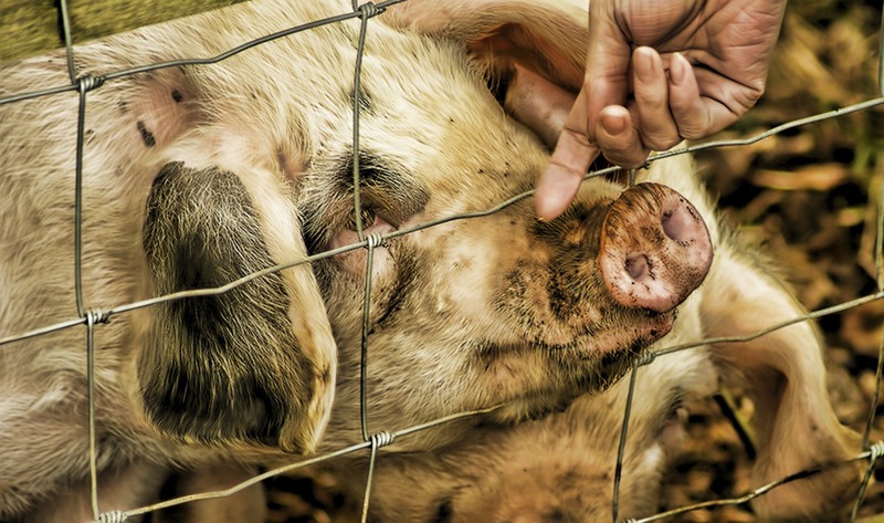 Creating ‘Humanized Pigs’ to study human illnesses and treatments