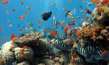 Watching A Coral Reef Die: Climate Change Devastates Tropical Island