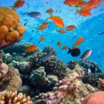 Coral Reef Restoration Technology May Reverse Climate Change Damage