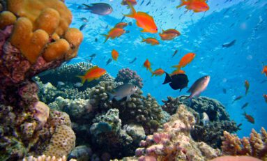 Coral Reef Restoration Technology May Reverse Climate Change Damage