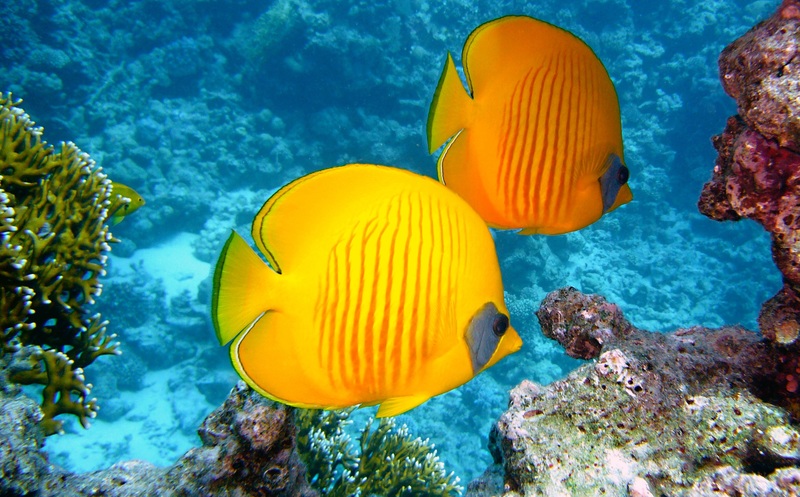 tropical-sea-water-nature-scuba-diving-955840-pxhere.com