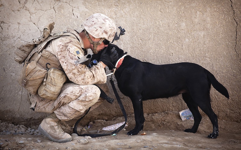 k9 service dog warriors choice foundation