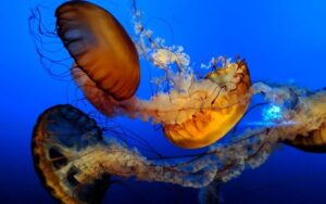 Trump’s New Mining Order Puts Hidden Ocean Life in Danger